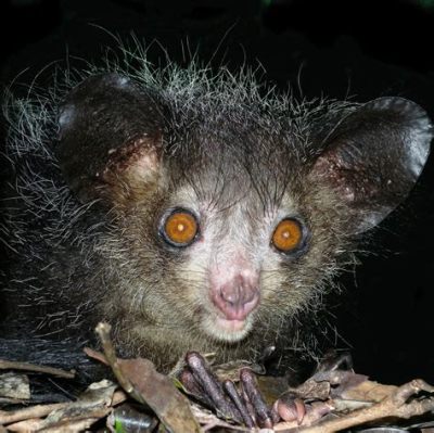  Aye-aye ! Une créature nocturne fascinante aux yeux exorbitants et à la fourrure grisâtre