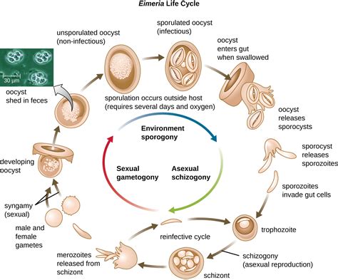  Eimeria: Un parasite unicellulaire minuscule mais redoutable qui peut causer des ravages dans l'élevage intensif!