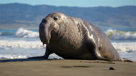  Éléphant de mer : Une créature majestueuse qui se déplace avec une grâce étonnante malgré son apparence lourde !