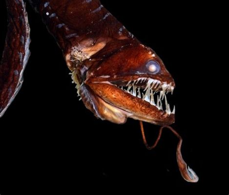  Flounder, un poisson plat qui brille dans l’obscurité abyssale !