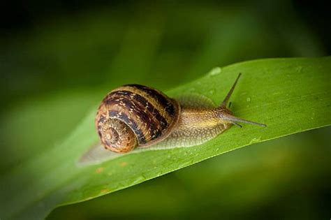 Helix Aspersa: Un escargot à la maison pour découvrir le charme des gastéropodes envahissants!