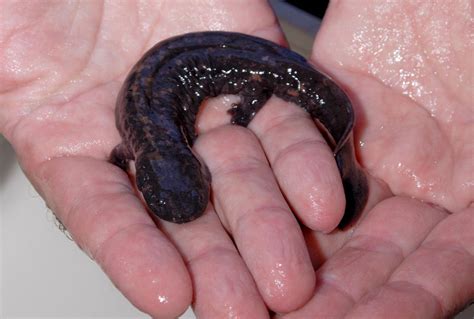  Hellbender! Un Amphibien Nocturne aux Plis Cutanés Étonnants