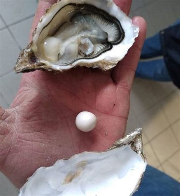  Huître ! Découvrir le bivalve qui filtre l'océan pour créer ses précieux joyaux