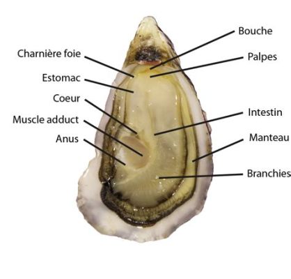  Huître: Un Délice Marin qui Filtre sans Cessation l’Eau du Lagon!