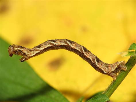  Inchworm: Découvrez ce petit ver plat qui se déplace par ondulations !