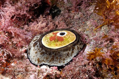  Keyhole Limpet: A Master of Camouflage With an Appetite for Algae!