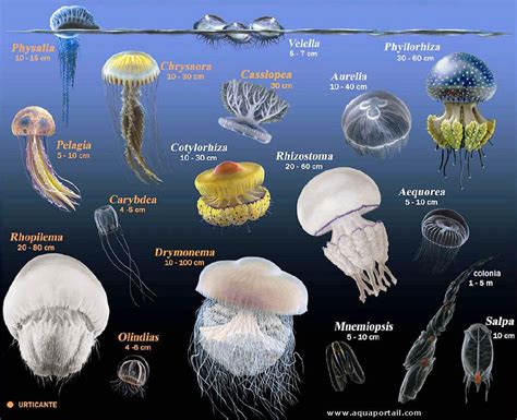  Millepores: Ces animaux marins minuscules aux tentacules invisibles sont-ils vraiment des méduses?