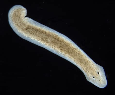 Planaria: Une Créature Aquatique Fascinante Qui Se Déplace Avec Élégance Et Régénère Ses Parties Perdues!