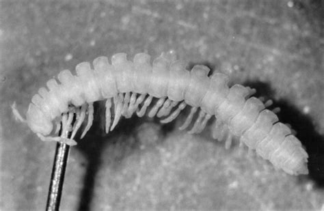 Polydesmus! Une créature fascinante aux mille pattes qui aime se cacher dans l'obscurité humide !