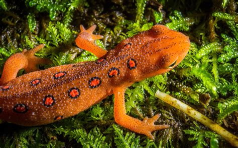  Salamandre Pleurodèle! Un Amphibien à la Croisée des Mondes Terrestre et Aquatique