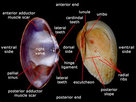  Scuppe: Découverte d’un Mollusque Bivalve qui Filtre L’Eau avec Élégance et Délicatesse!