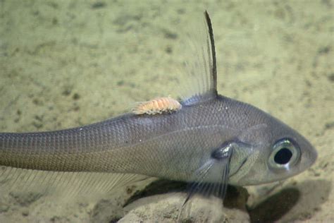 Vanderbiltia! Des Parasites Subtils Qui Se Délectent de la Vie Marine