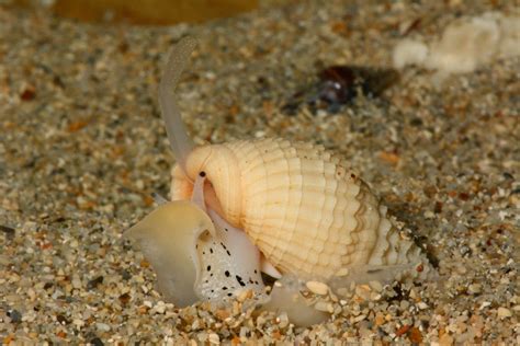  Whelk: Découverte d'un Gastropode Marin aux Coquilles Spirales Impressionnantes!