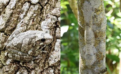  Xiphidurus: Un Maître du Camouflage Possédant une Façon Inattendue de Détecter les Proies!