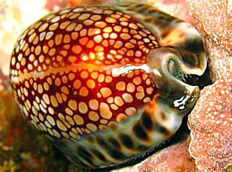  Yellow Cowrie: Une Escargot Multicolore au Coquillage Brillant et aux Déplacements Fluides!